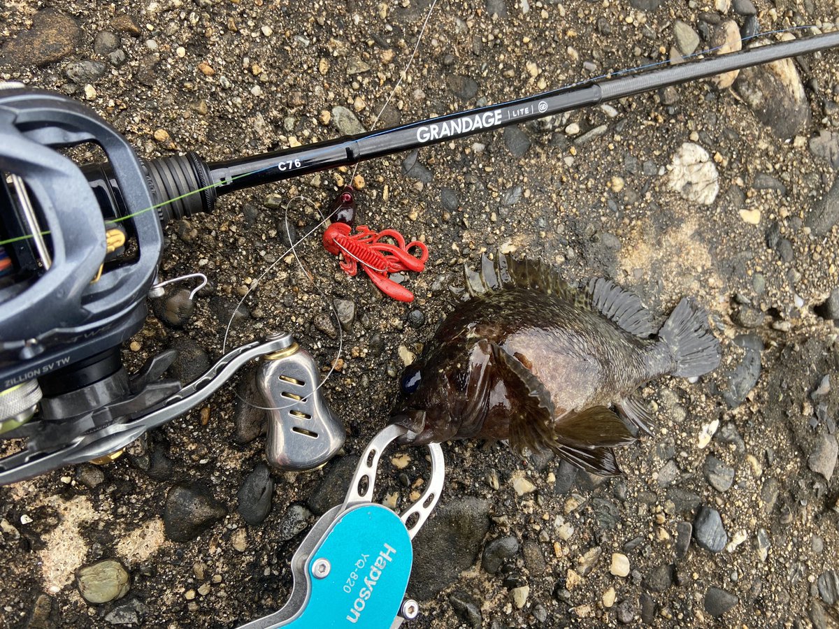 wocadaaa's tweet photo. デイゲームのメインターゲット🐟
潮位が低いタイミングで水深がある場所に移動して行くにつれ、バイトが濃くなっていく🔥

#apia #grandagelite C76
#daiwa #zillionsvtw 
#slpworks #rcs1012g1sv 
#xbraid 
#junglegym #beanssinker 
#baitbreath #rushcraw
#gamakatsu #theorize 

#釣り #fishing https://t.co/CaEVPSw6nN