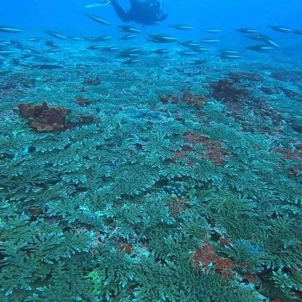 A new #coralreef site has been located off #Colombo

This is a rare finding by @islandscubasl since much of the sea surrounding Colombo is considered 'dead' due to increased #pollution and human impact to the #Marineenvironment

#dive #srilanka #ocean #reef #islandscuba #padi