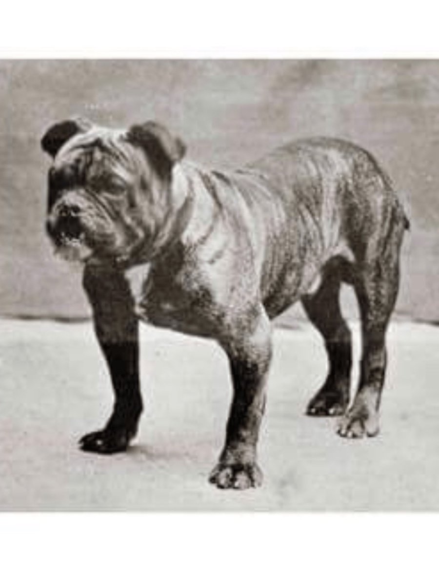 collectibulldog's tweet photo. I have the #Trophy platter from #Food company #Spratts that this #bulldog won in 1900 how cool is that.
#collectibulldogs https://t.co/Da528EeK0Q