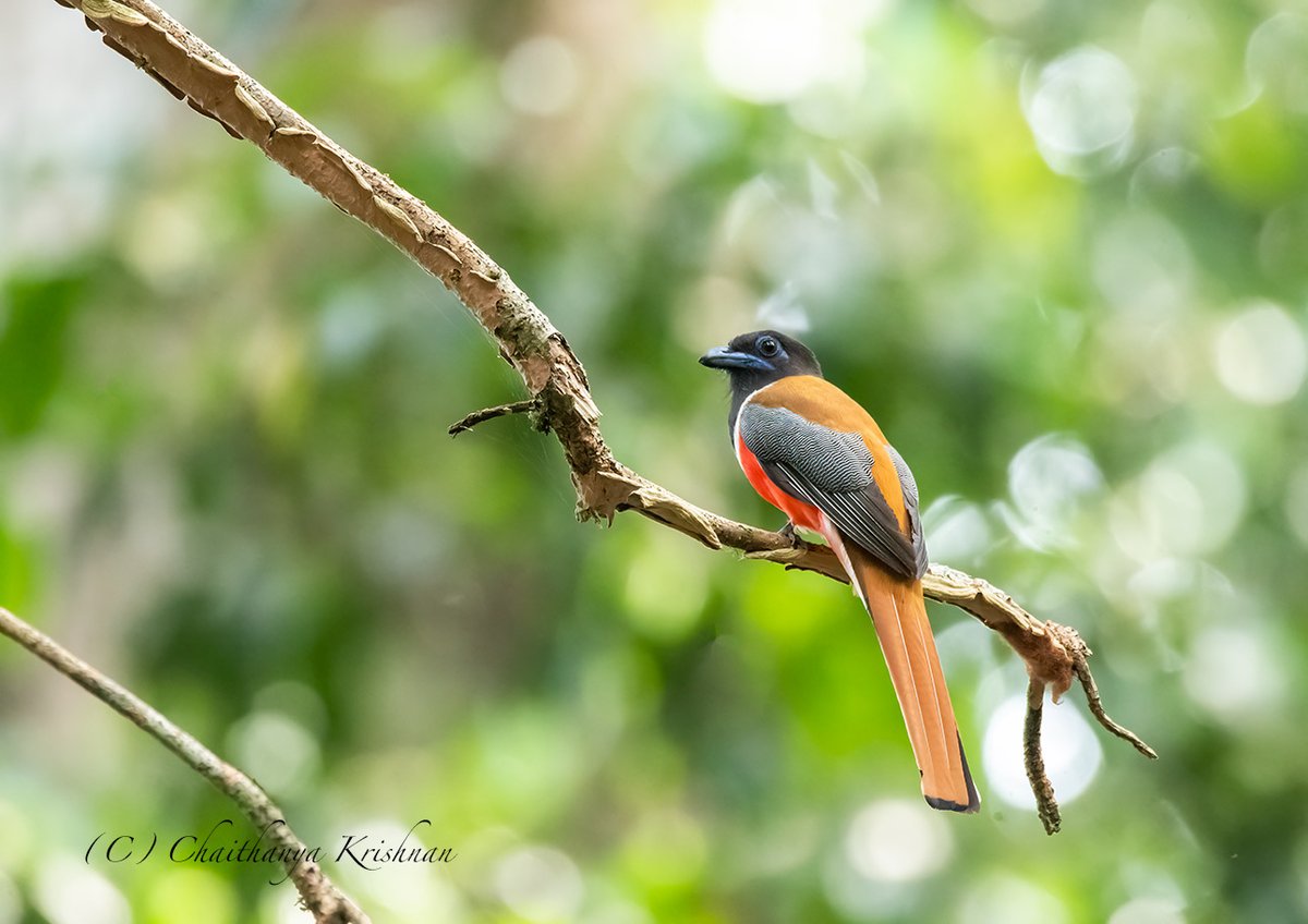 chaithanyak's tweet photo. Malabar Trogon
#thattekad #Kerala #wildlife #nature #birdwatching
#BBCWildlifePOTD #WaytoWild #ThePhotoHour #nature #IndiAves #IndianBirds #birds #birdphotography #birdsoftwitter
@WildlifeMag #nikon #nikond500 @NikonIndia #Birdsofkerala https://t.co/WYZu3Lnu8n