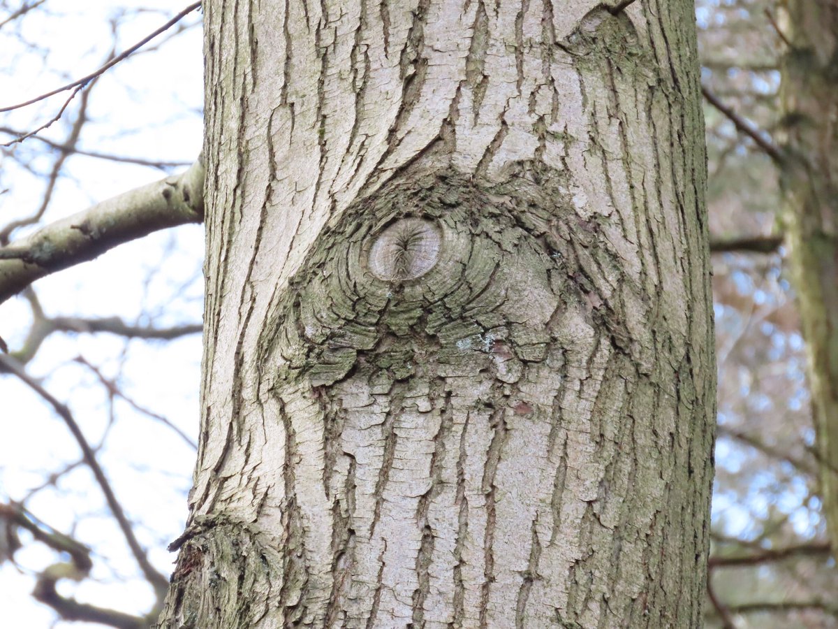 Face in a stone; eye in a tree
