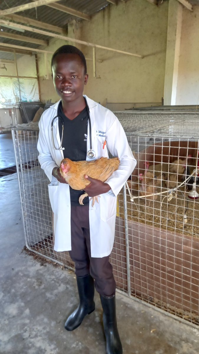 utunziafrica's tweet photo. This is Dancan Mogere, An Animal Health Practitioner and a hen welfare ambassador. We work closely with Veterinarians,Veterinary nurses and veterinary students to ensure that hen welfare in Kenya is prioritised and farmers sensitised on good animal welfare. #cagefreefarming https://t.co/7e4ZRALywS