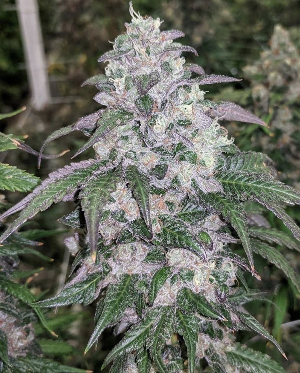 Diésel ⛽️