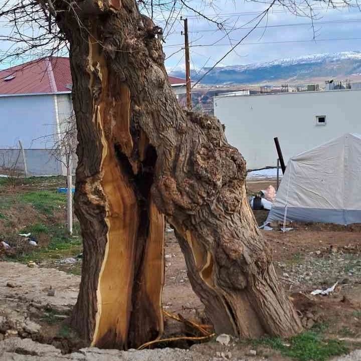Dut ağacının kök sisteminin yarısının fay hattının diğer kısmında kalmasından ötürü, farklı kısımda kalan  köklerin çekmesi sonucu ağaç gövdesi ortadan yarılmış. Resim Anonim.