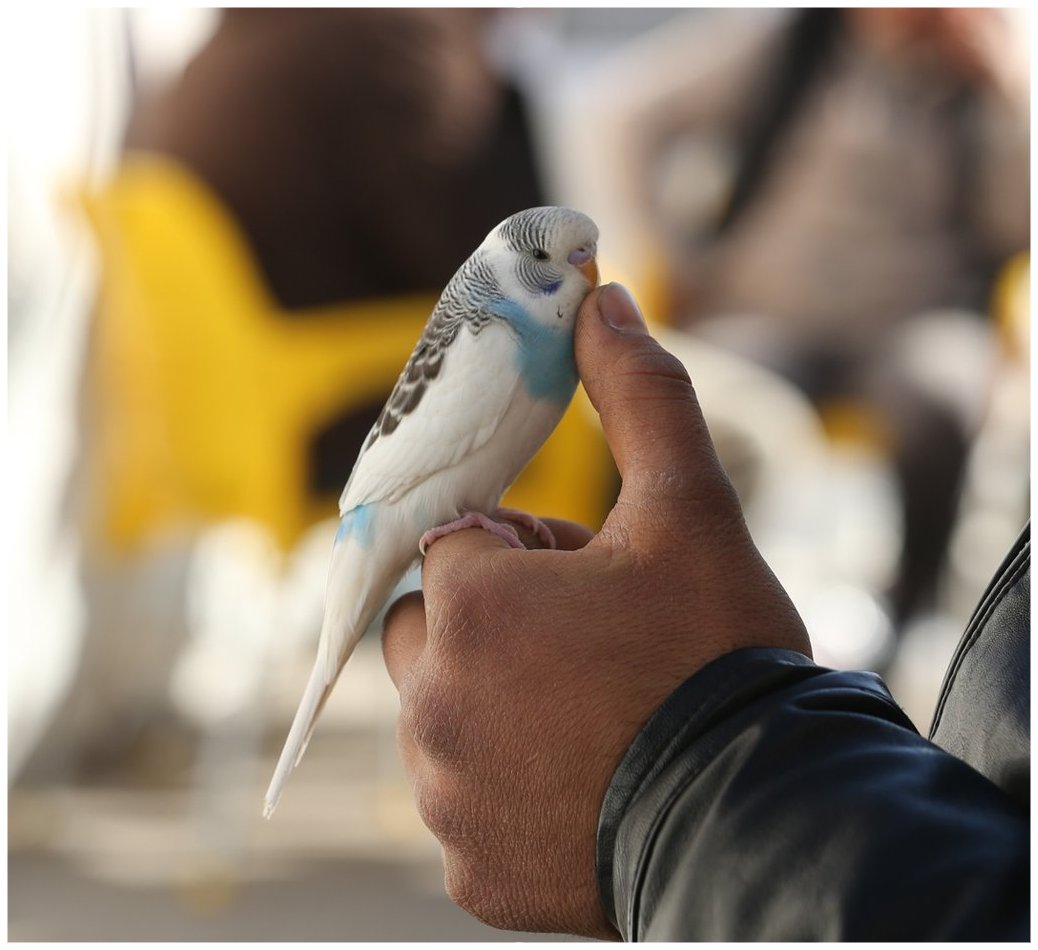 Eren50855570's tweet photo. 🔴 Breaking News 
In Osmaniye, the budgerigar named Maviş fluttered in the cage with a different sound than it had ever done half an hour before the earthquake, its owner took it and ran outside.  Half an hour later there was an earthquake.
#Turkey #deprem #earthquake #Turquia https://t.co/YnMZzCtUv9