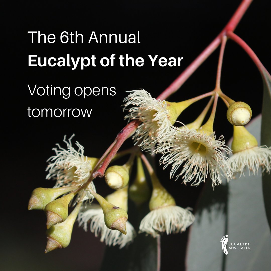 Voting for the 6th annual #EucalyptoftheYear opens tomorrow!

Help us find Australia's favourite gum 💚🌿

Only one can emerge victorious on #NationalEucalyptDay, 23/03. Which species will it be?

🌳: Caley's Ironbark, E. caleyi
#EucBeaut #nature #treetwitter #trees