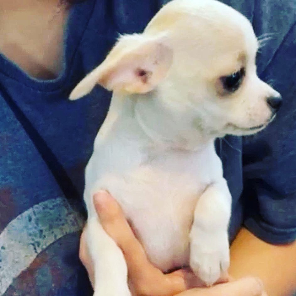 Adelle Charles tweet media