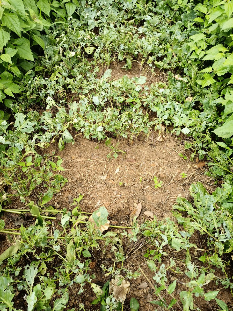 shaggyabilu's tweet image. Climate change is already here.