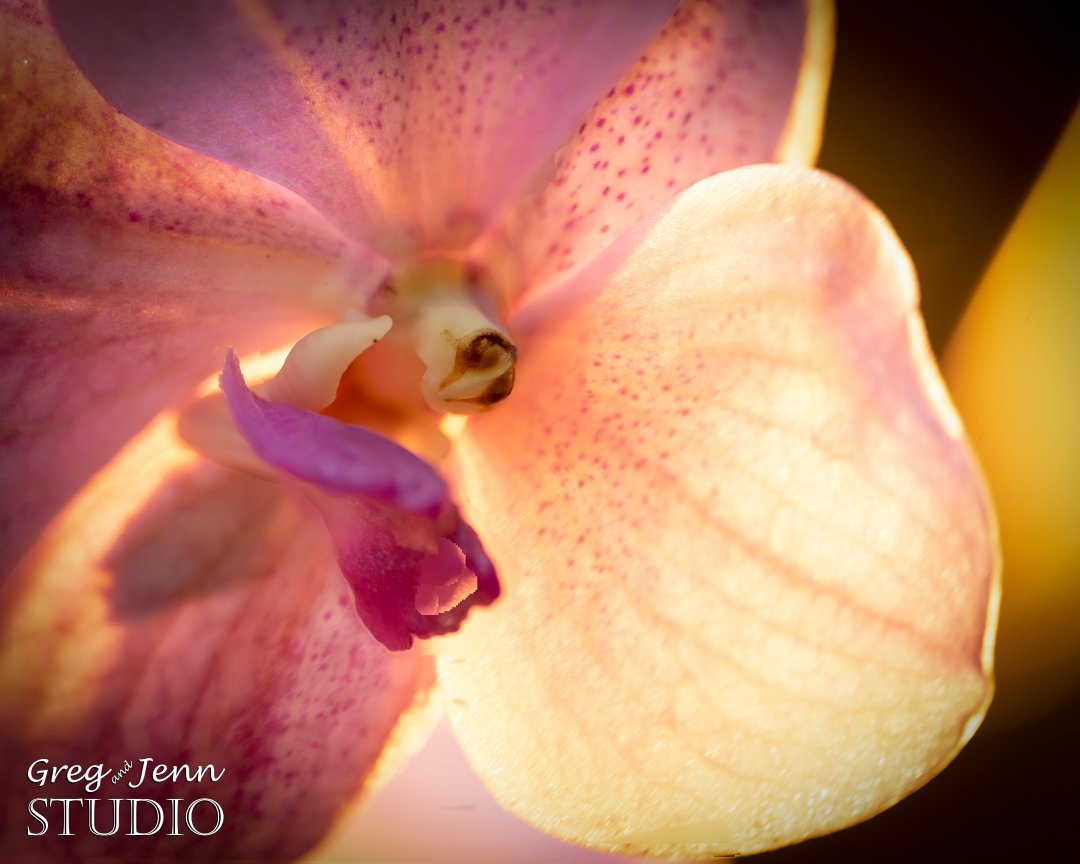 EfremJBubba's tweet photo. @SiKImagery Great shot! Here's mine. An orchid, backlit by the sun. Focus stacked. 
#SiKPhotoChallenge
#focusstacked 
#macro https://t.co/i5EG5ZCIFV