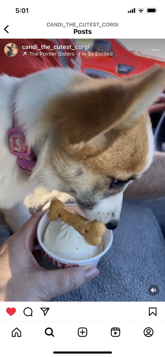 First puppy ice cream.  #whitts #frozencustard #Corgi #corgicrazy #dogoftheday #TruthBeTold #CrashCourseInRomance