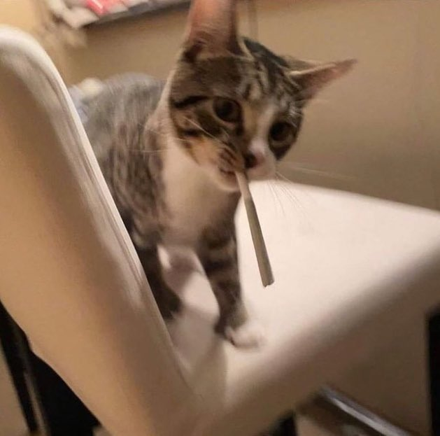 tokkami's tweet photo. autism be damned my cat can roll a blunt https://t.co/KuTwEdYGfj