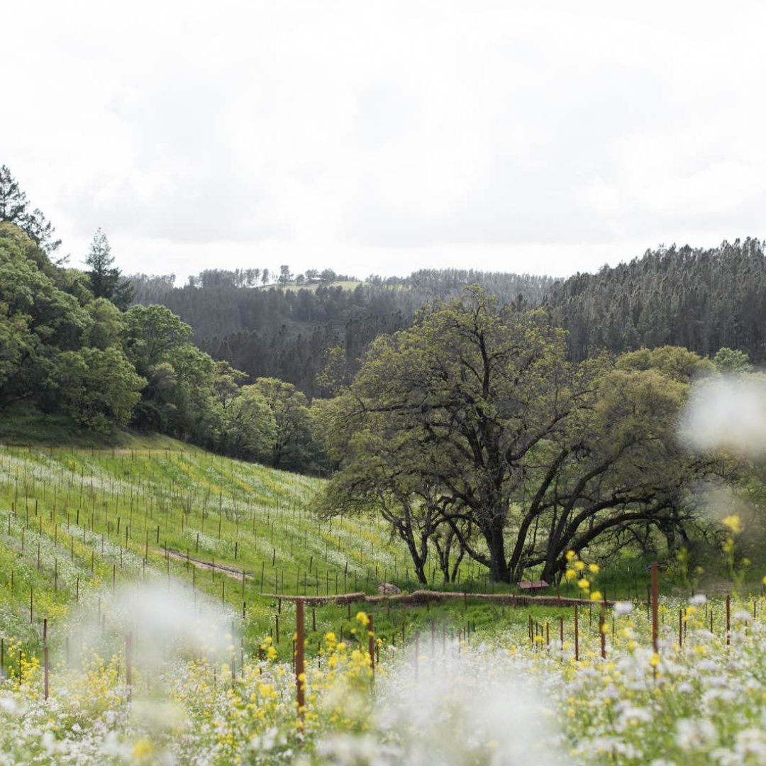 On This Day February 20, 1990: Mt. Veeder AVA was established in the Mayacamas mountains. Mount Veeder offers the most extreme growing conditions in Napa Valley. Nature restricts the planting area to about 1,000 acres currently. #mayacamas #hess #mountveeder #blackstallion