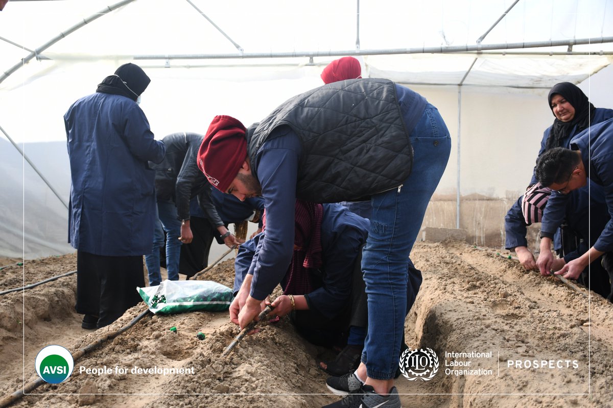 AVSI_MENA's tweet photo. Vocational training programme in greenhouses planting for 50 young returnees, host community members and forcibly displaced persons in #Iraq, implemented with @iloarabstates and @NLinIQ support. @FondazioneAVSI #PROSPECTS https://t.co/HF7TFmGoJI