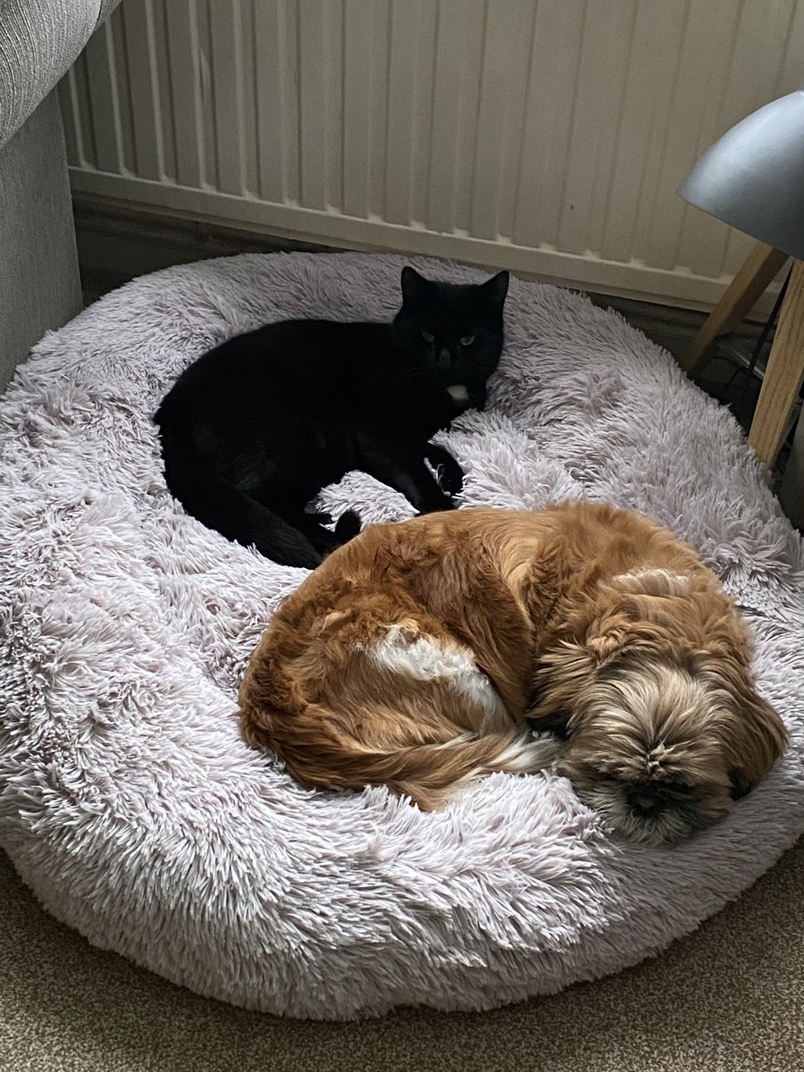 MrsSMoz's tweet photo. @OfficialPLT Daisy (dog) &amp; Ollie (cat) #PLTpetday https://t.co/zgHP8vNkw8