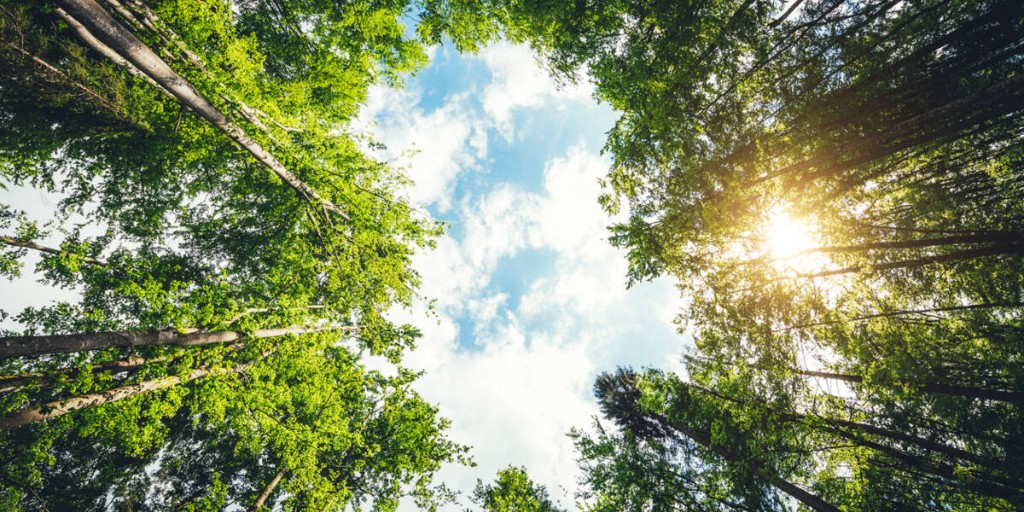 BSI_UK's tweet photo. Launched at #COP27, the Net Zero Guidelines is a revolutionary global tool for governments and businesses that defines a consistent approach to achieving net zero. Learn more: https://t.co/k4ec2UEqhg #NetZeroGuidelines #IWA42 #NetZeroStandards https://t.co/OEdoXGauH1