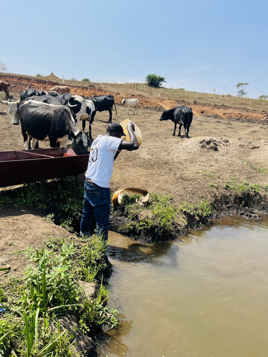 enockk256's tweet image. Can you drink the same water that your cows drink?