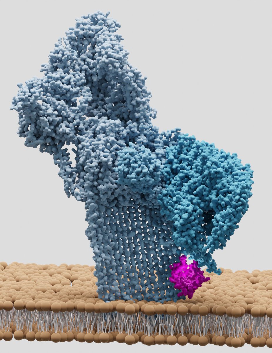 Funded by @ERC_Research,  a new study from the lab out in @NatureComms discovers how a tiny protein called CD59 provides a last line of defence against a giant b-barrel immune pore. rdcu.be/c5L1L. @EmmaCouves @TomasVoisin @scott_d_gardner @TateScience @pstansfeld