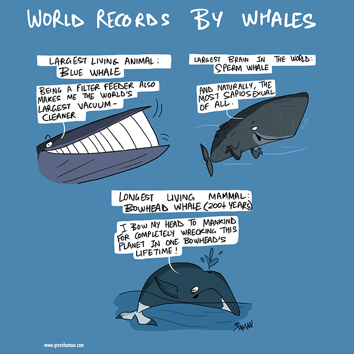 3 #worldrecords by #whales on #WorldWhaleDay !

Read the complete series 'World Record by Marine Animals' on greenhumour.substack.com/p/world-record…

The series features in my book Green Humour for a Greying Planet (amazon.in/Green-Humour-G…) and is available as posters on redbubble.com/shop/ap/461096…