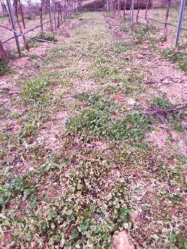 efamviento's tweet photo. Primeros resultados del proyecto “Potencial del ácido acético orgánico como desecante natural de malas hierbas y alternativa biodegradable y sostenible”.
 @caixabankdualiza, @FPEmpresa, @BioVinegar, @efasclm https://t.co/qMaLKJ4OM4