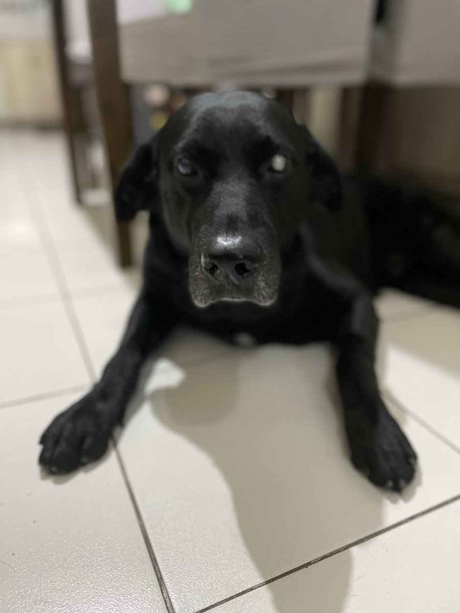 crabbychef's tweet photo. @DogsTrust_IE My visually impaired Labrador Zac, who doesn’t let his condition stop him. He is always in the moment and takes things as they come. He has taught me a lot. https://t.co/yXdzR1pXPj