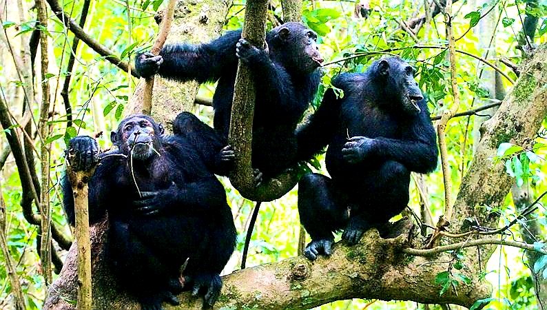 Hon.Bahinduka Mugarra Martin tweet media