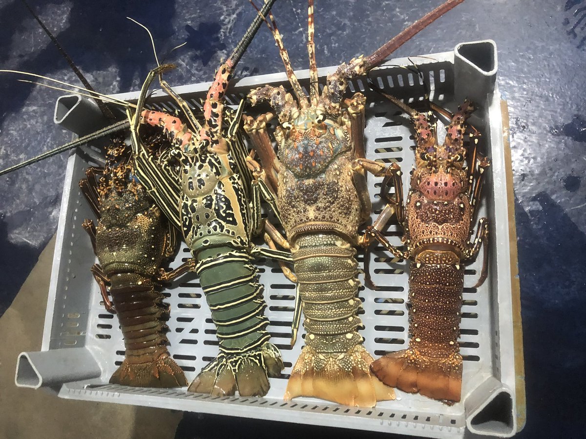 BarkhadleAbdulk's tweet image. #Lobsters have commercial value of the international export.#Mogadishu export companies supply this type: 

Painted spiny lobster ( Cagaarey) 
Red spiny lobster ( Sharqaan) 
Caribbean spiny Lobster ( Dhagdheer)  

@MFMRSomaliya @SecureFisheries @Mr_ahmedaden @A_Addow @AliifiyeAli