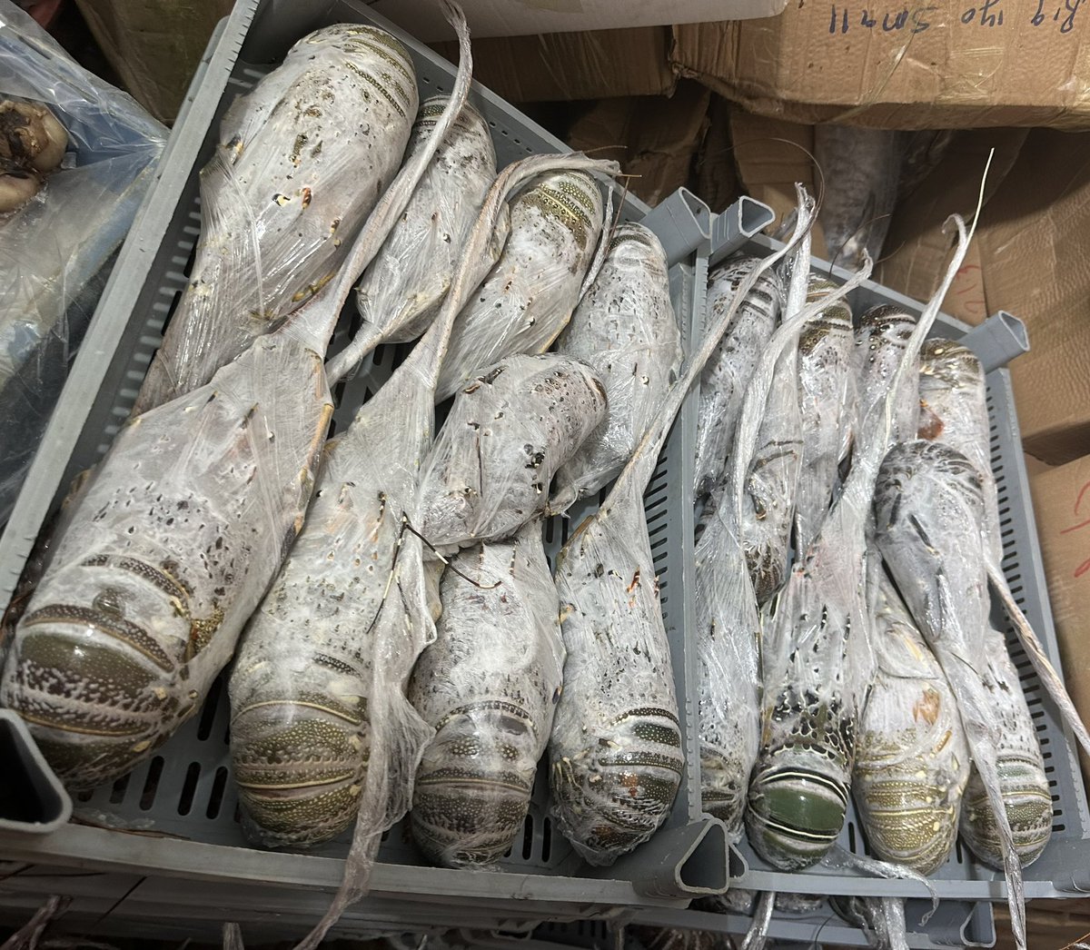 BarkhadleAbdulk's tweet image. #Lobsters have commercial value of the international export.#Mogadishu export companies supply this type: 

Painted spiny lobster ( Cagaarey) 
Red spiny lobster ( Sharqaan) 
Caribbean spiny Lobster ( Dhagdheer)  

@MFMRSomaliya @SecureFisheries @Mr_ahmedaden @A_Addow @AliifiyeAli