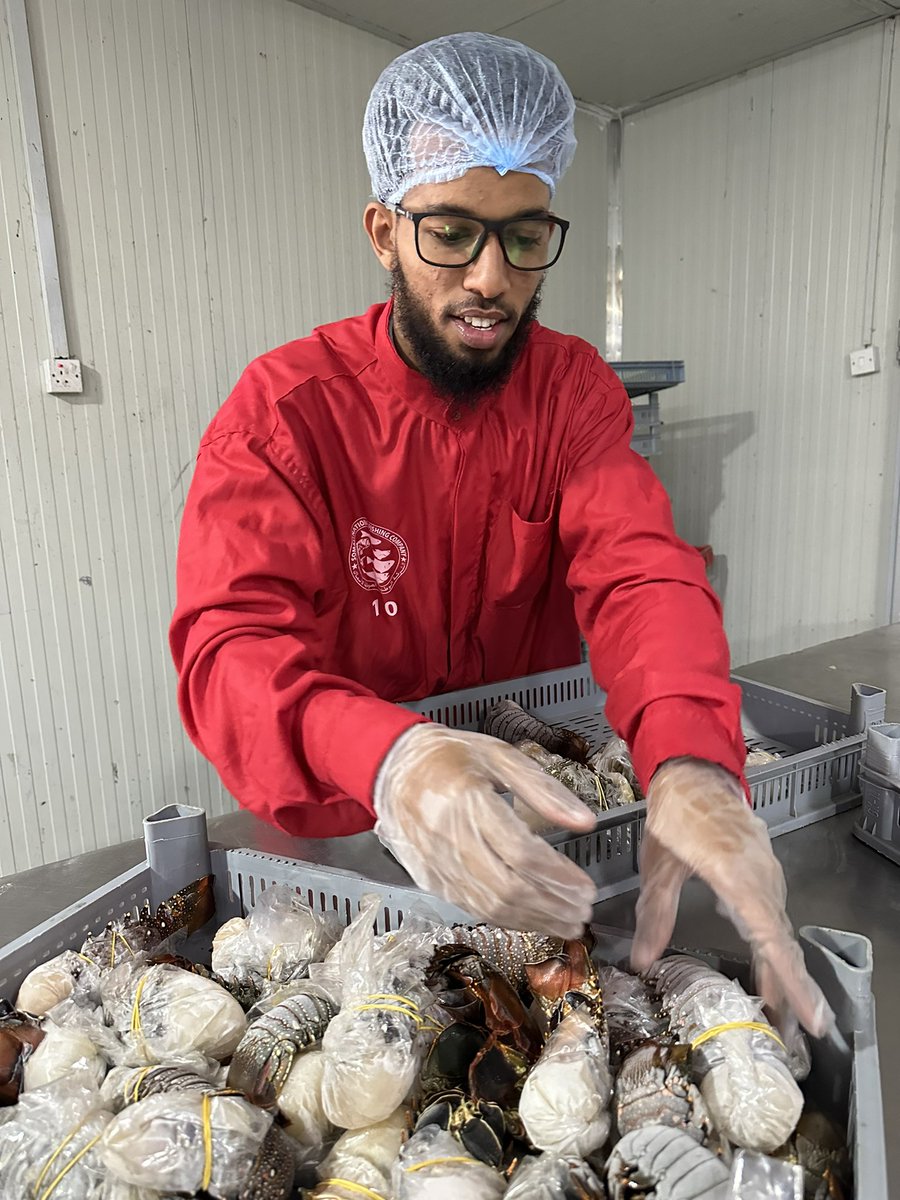 BarkhadleAbdulk's tweet image. #Lobsters have commercial value of the international export.#Mogadishu export companies supply this type: 

Painted spiny lobster ( Cagaarey) 
Red spiny lobster ( Sharqaan) 
Caribbean spiny Lobster ( Dhagdheer)  

@MFMRSomaliya @SecureFisheries @Mr_ahmedaden @A_Addow @AliifiyeAli