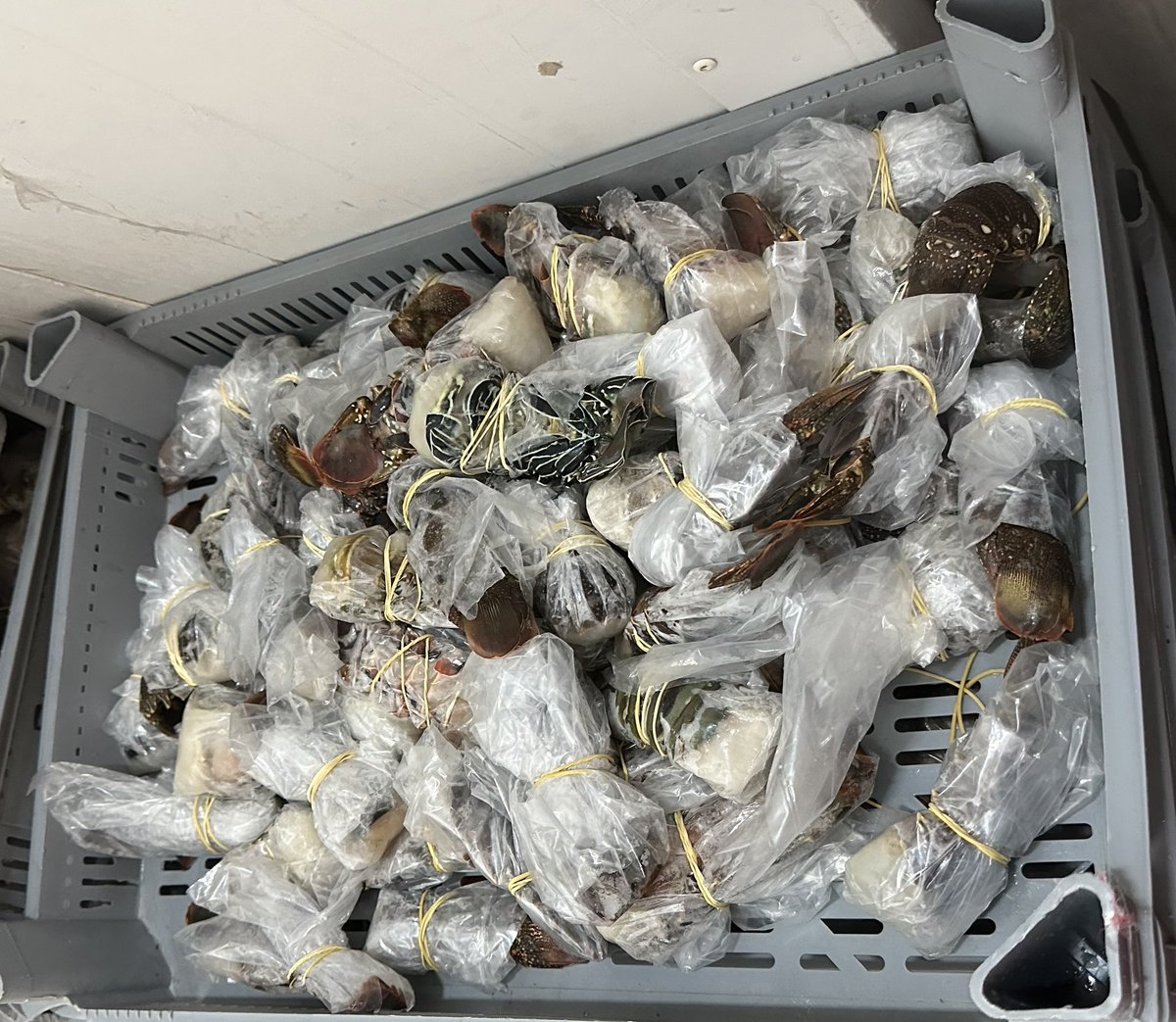 BarkhadleAbdulk's tweet image. #Lobsters have commercial value of the international export.#Mogadishu export companies supply this type: 

Painted spiny lobster ( Cagaarey) 
Red spiny lobster ( Sharqaan) 
Caribbean spiny Lobster ( Dhagdheer)  

@MFMRSomaliya @SecureFisheries @Mr_ahmedaden @A_Addow @AliifiyeAli