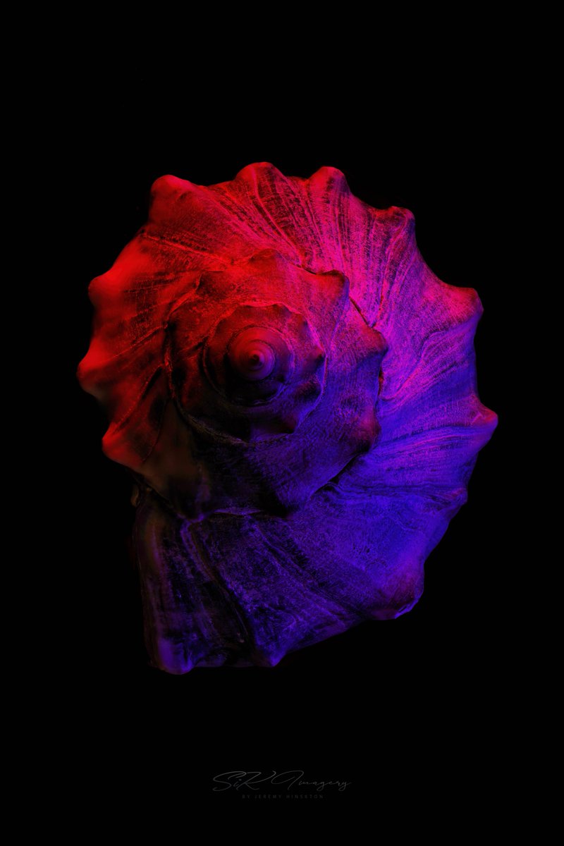 SiKImagery's tweet photo. Hi all! Let’s see your #SiKPhotoChallenge shots! Theme was #MACRO.
My 1st ever macro shot is a #whelk #shell on my desk. Accidentally pushed it back too far and the colored LED’s hit it. Thought it looked cool so I set it up and #focusstacked it.

Theme for NEXT WEEK: #SILHOUETTE https://t.co/RqQ5rrXlz3