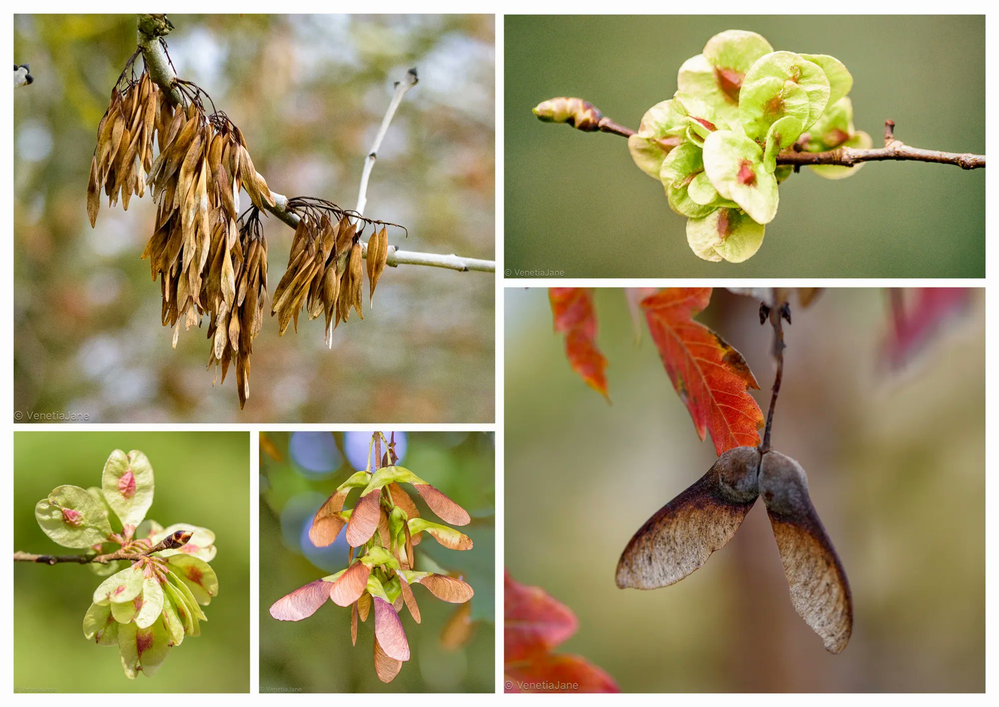 VenetiaJane s Garden On Twitter A Samara Is A Dried Winged Fruit venetiajane-s-garden-on-twitter-a-samara-is-a-dried-winged-fruit