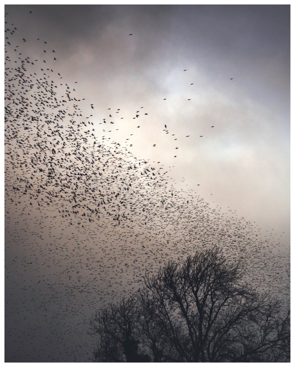Peter Wilkinson (@thisisthewynd) on Twitter photo Not with a bang, but with a murmur
#starlings #murmuration <a href="/RSPBbirders/">RSPB Birders</a> #Northumberland #hexham
#WexMondays #fsprintmonday #sharemondays2023 Not with a bang, but with a murmur
#starlings #murmuration <a href="/RSPBbirders/">RSPB Birders</a> #Northumberland #hexham
#WexMondays #fsprintmonday #sharemondays2023