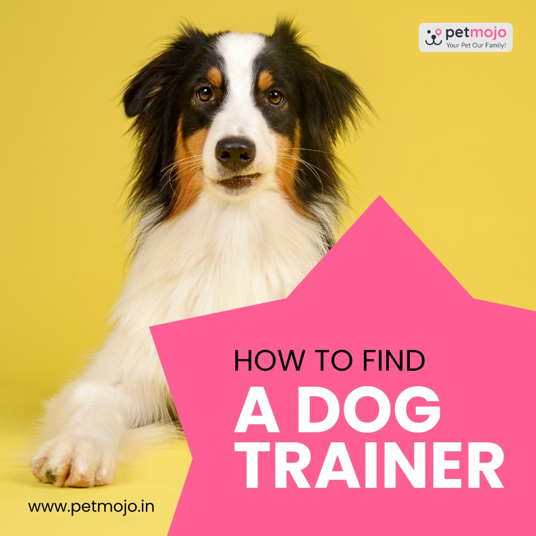 Petmojo_App's tweet photo. How to find a Dog Trainer? 🤔 🐕 
Finding a dog trainer that is good, professional and also able to make a connection is not easy. Continue reading to know 
Tap on the Link👇
https://t.co/ogn5J0LnAt

Follow @Petmojo_App for more

#petmojo #blogs #pets #dogs #training #services https://t.co/MYRmZXqMW9