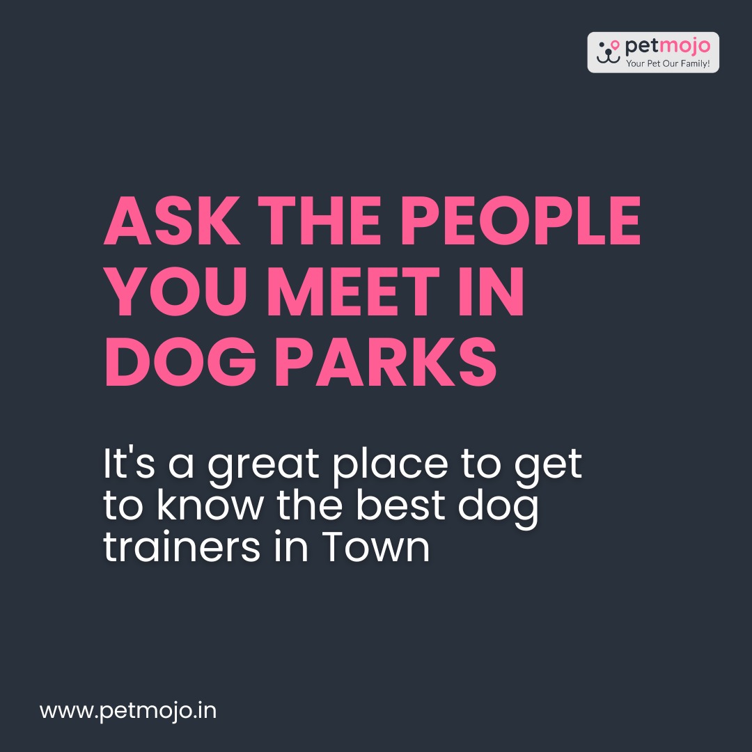 Petmojo_App's tweet photo. How to find a Dog Trainer? 🤔 🐕 
Finding a dog trainer that is good, professional and also able to make a connection is not easy. Continue reading to know 
Tap on the Link👇
https://t.co/ogn5J0LnAt

Follow @Petmojo_App for more

#petmojo #blogs #pets #dogs #training #services https://t.co/MYRmZXqMW9