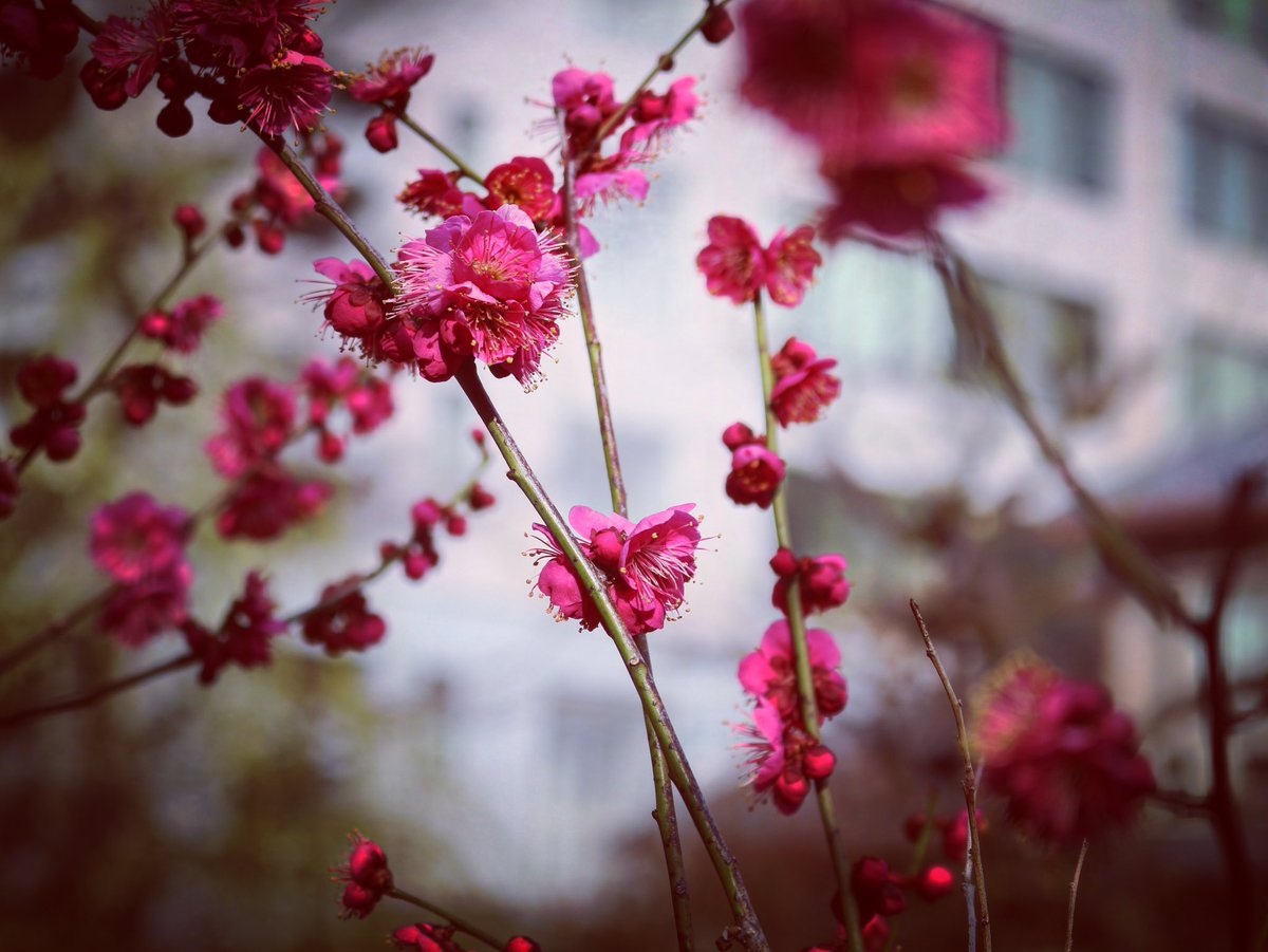Blooming Japanese Plums 

#flowers 
#flowerstagram 
#flowergram 
#canoneoskissx7 
#canonjapan 
#canonphotography 
#canoneos100d 
#canonrebelsl1 
#japaneseplum 
#梅 
#japantravel 
#osaka 
#大阪
