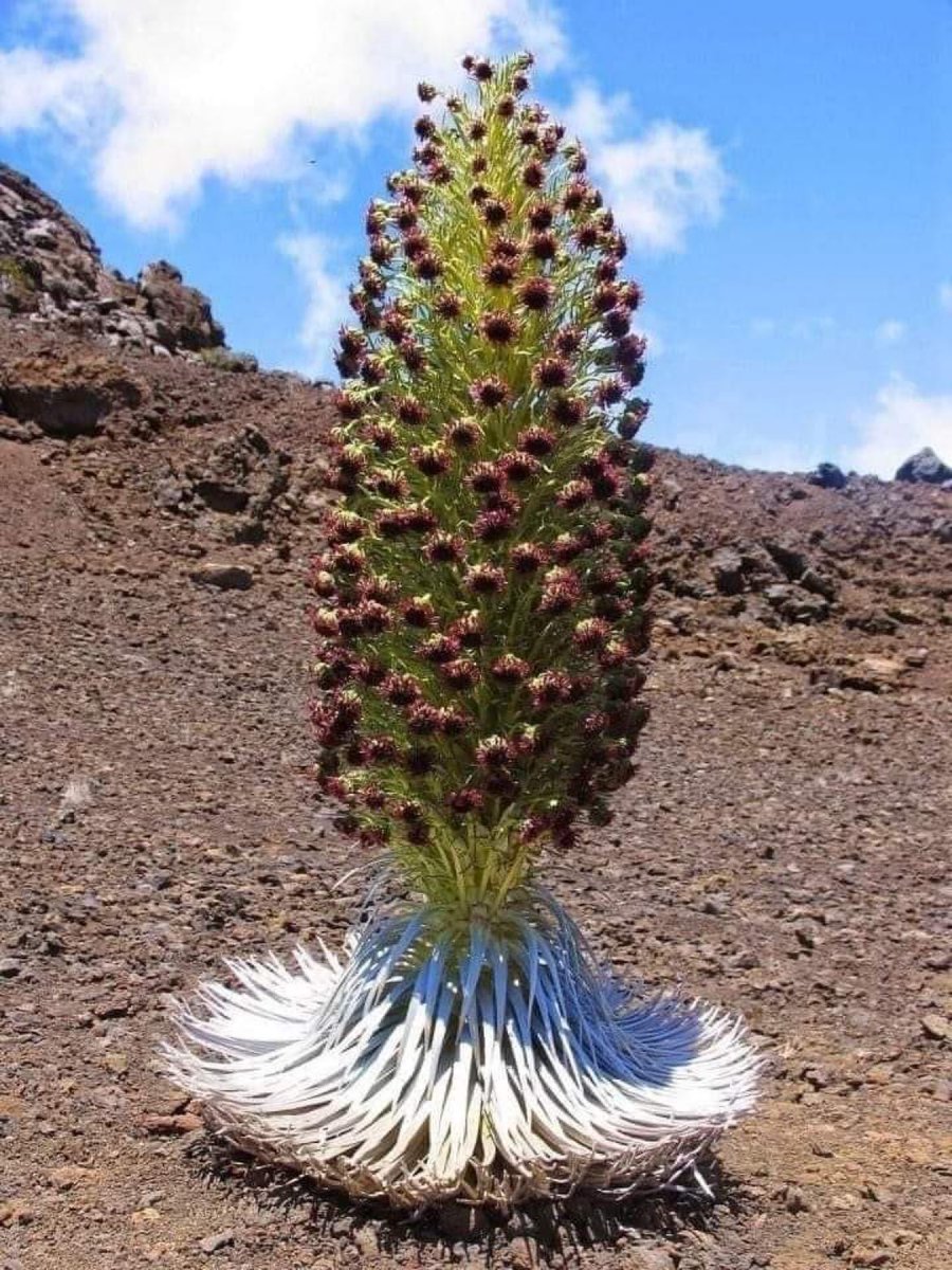 evrenseImerak's tweet photo. 🥀Argyroxiphium, nam-ı diğer Sabır Çiçeği. 7 yılda bir açar, 7 gün sürer. Sonra da 7 yıllık uykusuna tekrar dalar… https://t.co/mpAX33mdQ7