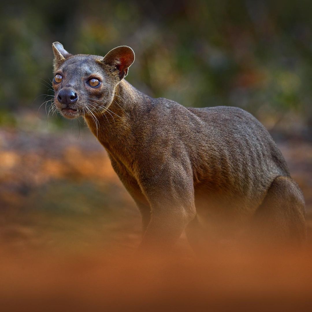 Fosa, animal endémique de Madagascar. 

📸 ©ondrejprosicky

#MyMadagascar #VisitMadagascar  #madagascarwildlife #fosa