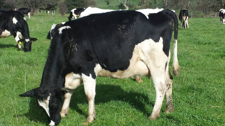 Jaguza Livestock 🇺🇬 tweet media