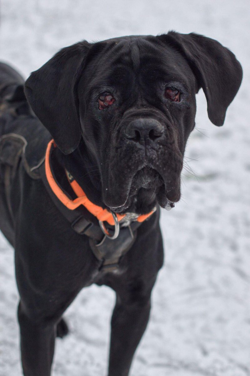 Urgent please share to help Olive find an emergency FOSTER or FOREVER home #YORKSHIRE #UK 

She can't have surgery on her eyes in kennels. She needs a home with big breed experience, where someone can be around for her and she can be the only pet
DETAILS 
helpingyorkshirepoundies.co.uk/large/olive/