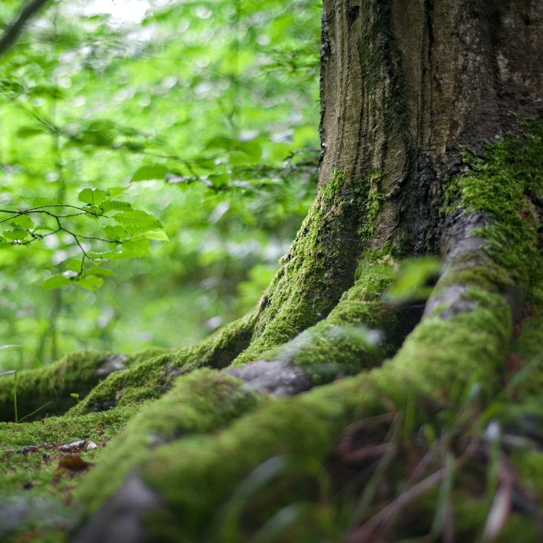 treeshake's tweet photo. Grow slowly
#wisdomoftrees https://t.co/GFozEisMaN