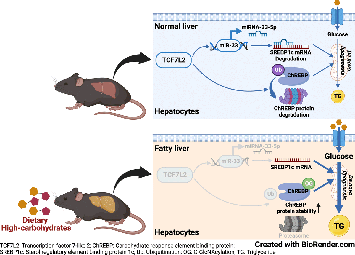 DiabetologiaJnl's tweet photo. Dietary CHO is a primary stimulus for hepatic de novo #lipogenesis (DNL), a major cause of #NAFLD. In mice hepatic #Tcf7l2 loss causes liver steatosis via preferential metabolism of CHO due to cell-autonomous increases in hepatic DNL. #Carbohydrate https://t.co/kjJdBeY0lm 🔓 https://t.co/ZfBSKBBBAR