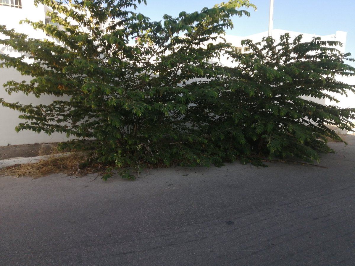 CHIWI RAMIREZ tweet media