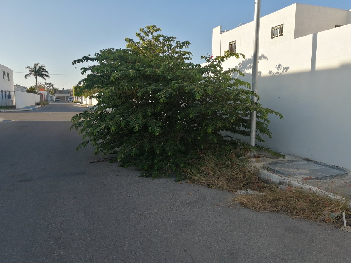 CHIWI RAMIREZ tweet media