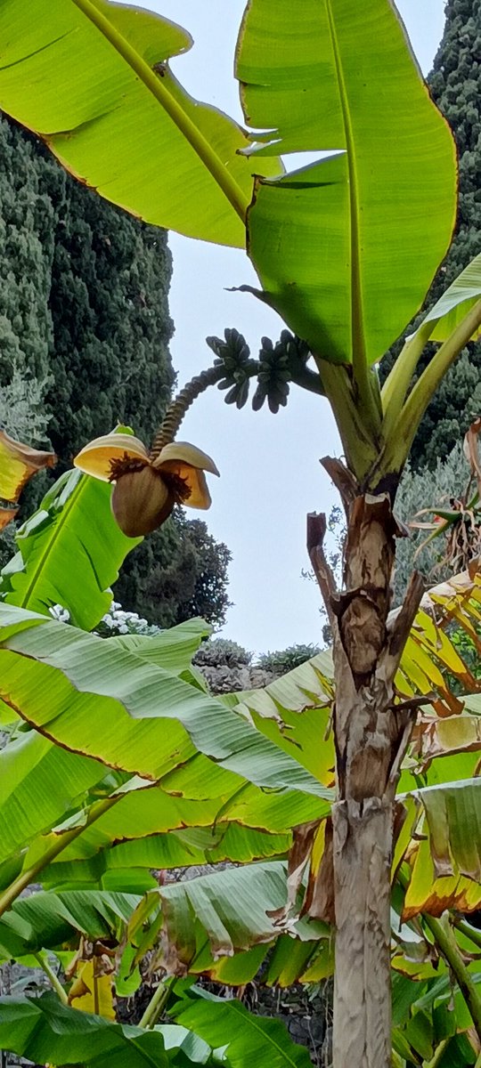 Piccole #banane crescono. In #Africa ? No! In #Sudamerica ? No! In #Liguria ! In #liguriadiponente! Per la precisione #giardinihanbury #lamialiguria #solocosebelle #laliguriachenontiaspetti