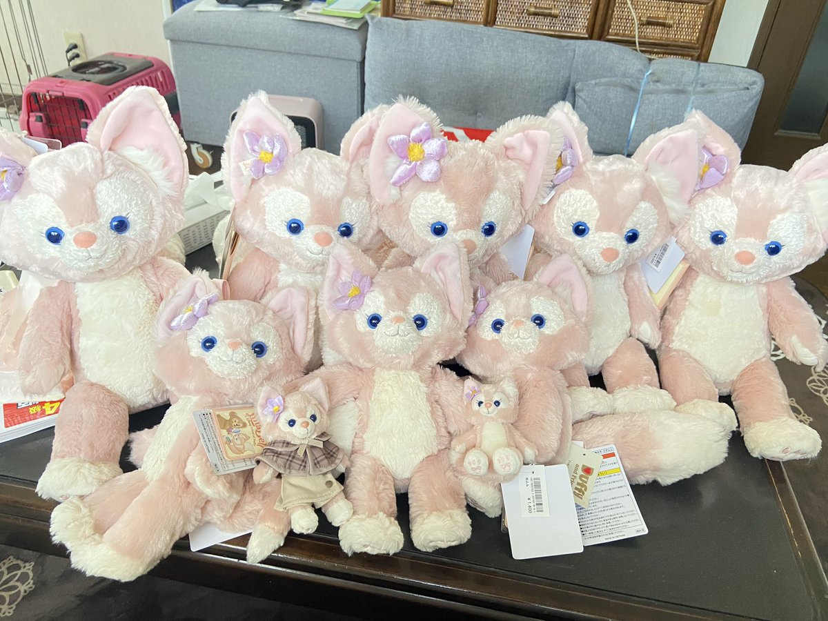 Duffylove0905's tweet photo. 我が家のリーナベルシスターズ🦊💕

 #リー��ベル https://t.co/lTvYZSYgb6