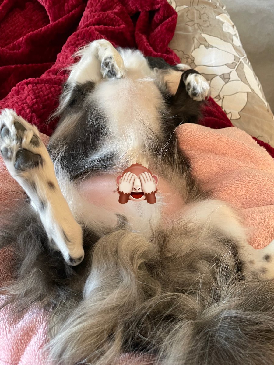 MomofOdieDexter's tweet photo. Mine Momma forced me to receive a pawdicure today. As you can see, I is really worked up abouts it. 😏
#scoosimawinkie #treebs
#dogsoftwitter #dogs https://t.co/LLMPrHfQ53