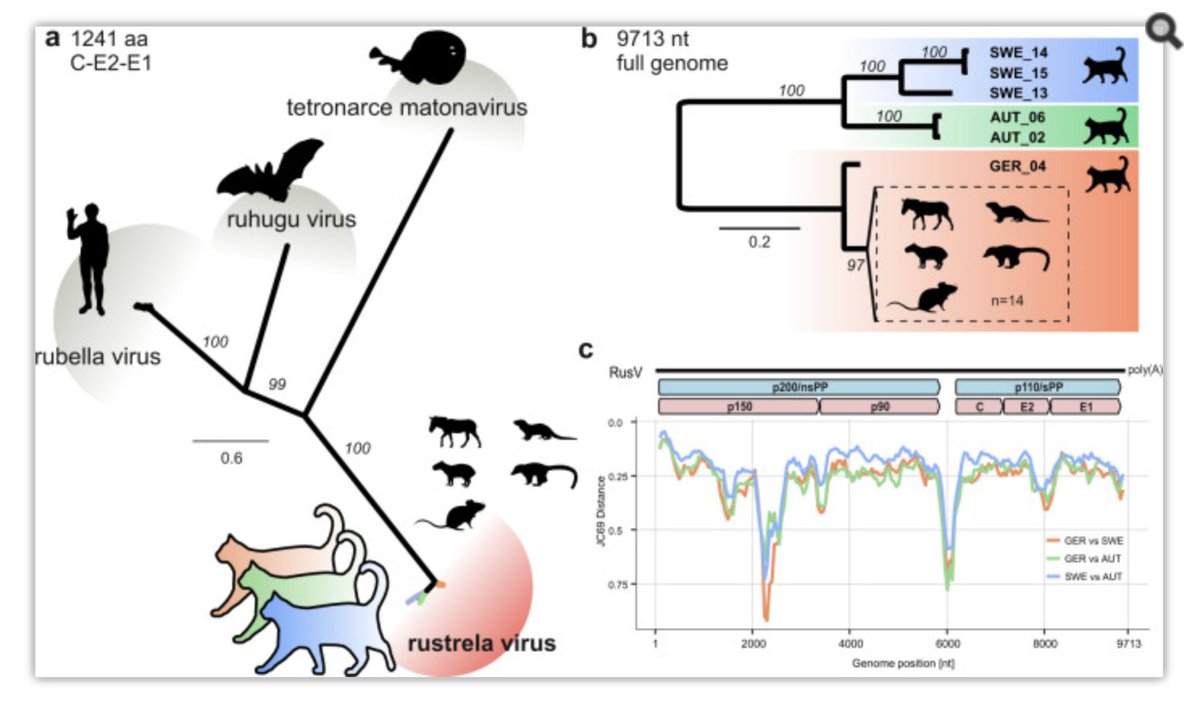 MarionKoopmans's tweet photo. Rustrella virus, a (distant) relative of rubella detected as likely cause of " staggering disease" in cats. Possible reservoir is rodents. Great work showing the power of meta genomics https://t.co/6L8LaVsxUa. https://t.co/iKoN0FUnvP