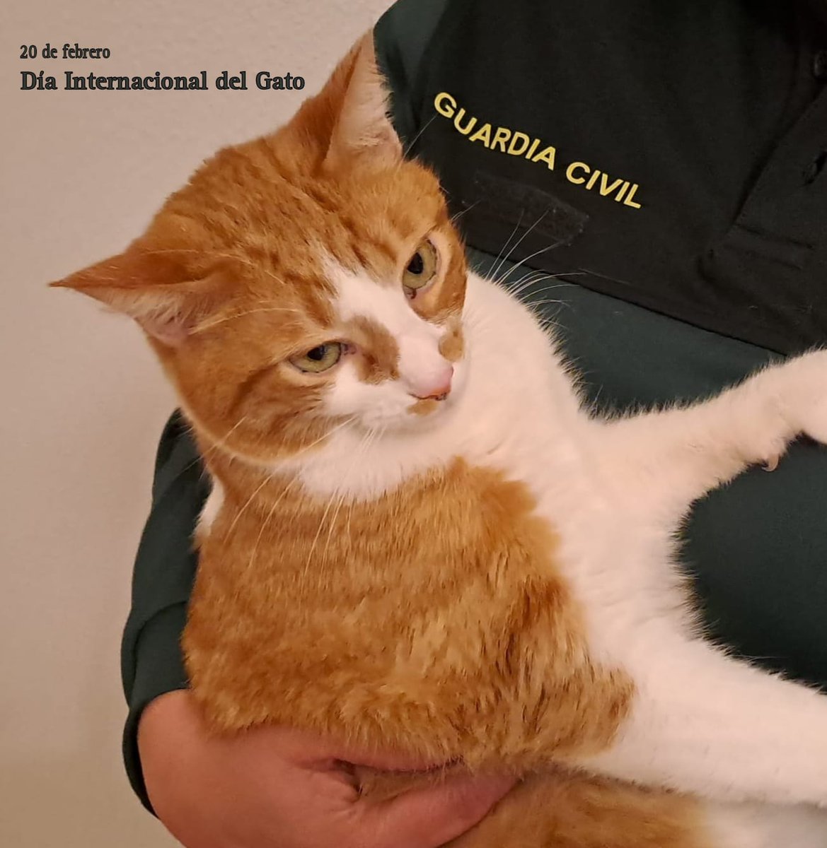 Guardia Civil tweet media