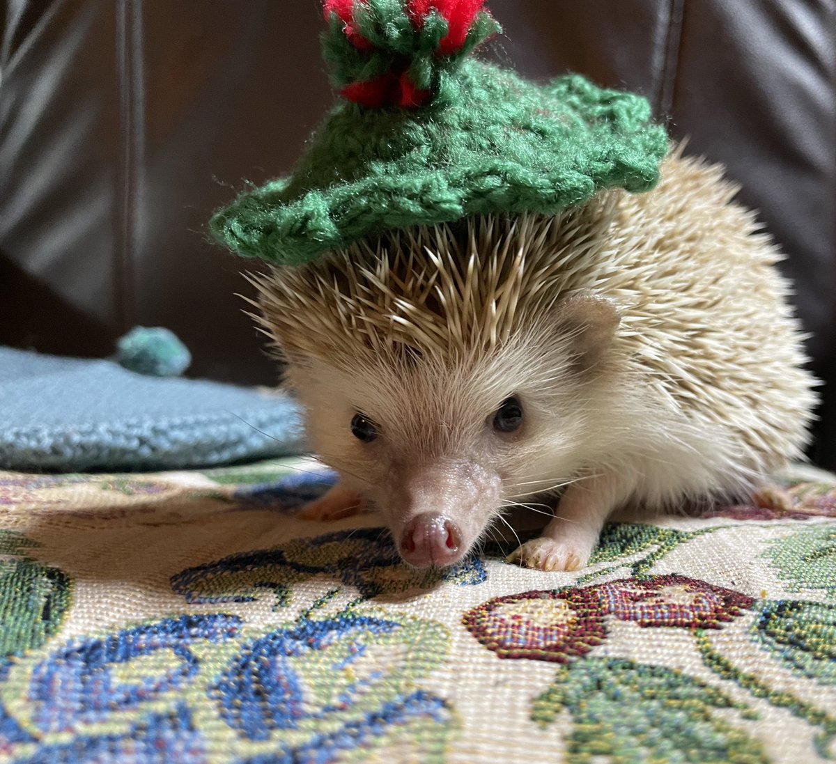 henpopom62817's tweet image. ピョルちゃん帽子もらってよかったね！
この後椅子から落ちちゃって凄い心配だったけど普通に回し車爆速してたからよかったー！