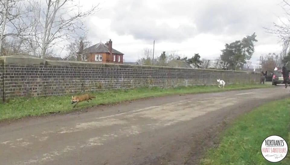 Northants_huntsaboteurs tweet media